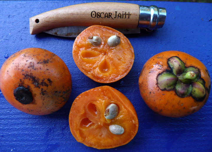 منگوستین تکمه ای